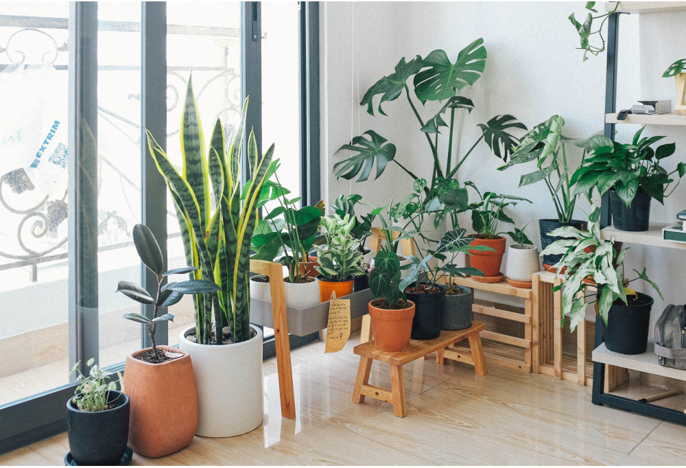 Criar facilmente um jardim de interior em casa